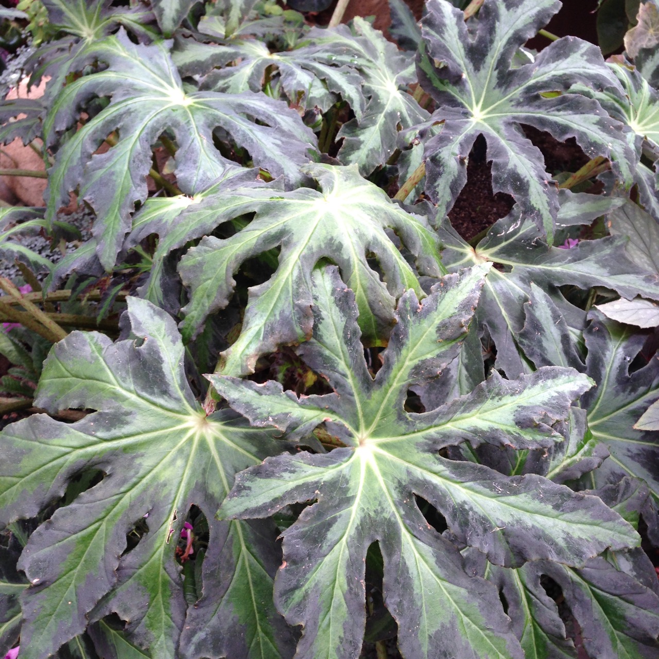 B. heracleifolia var. nigricans